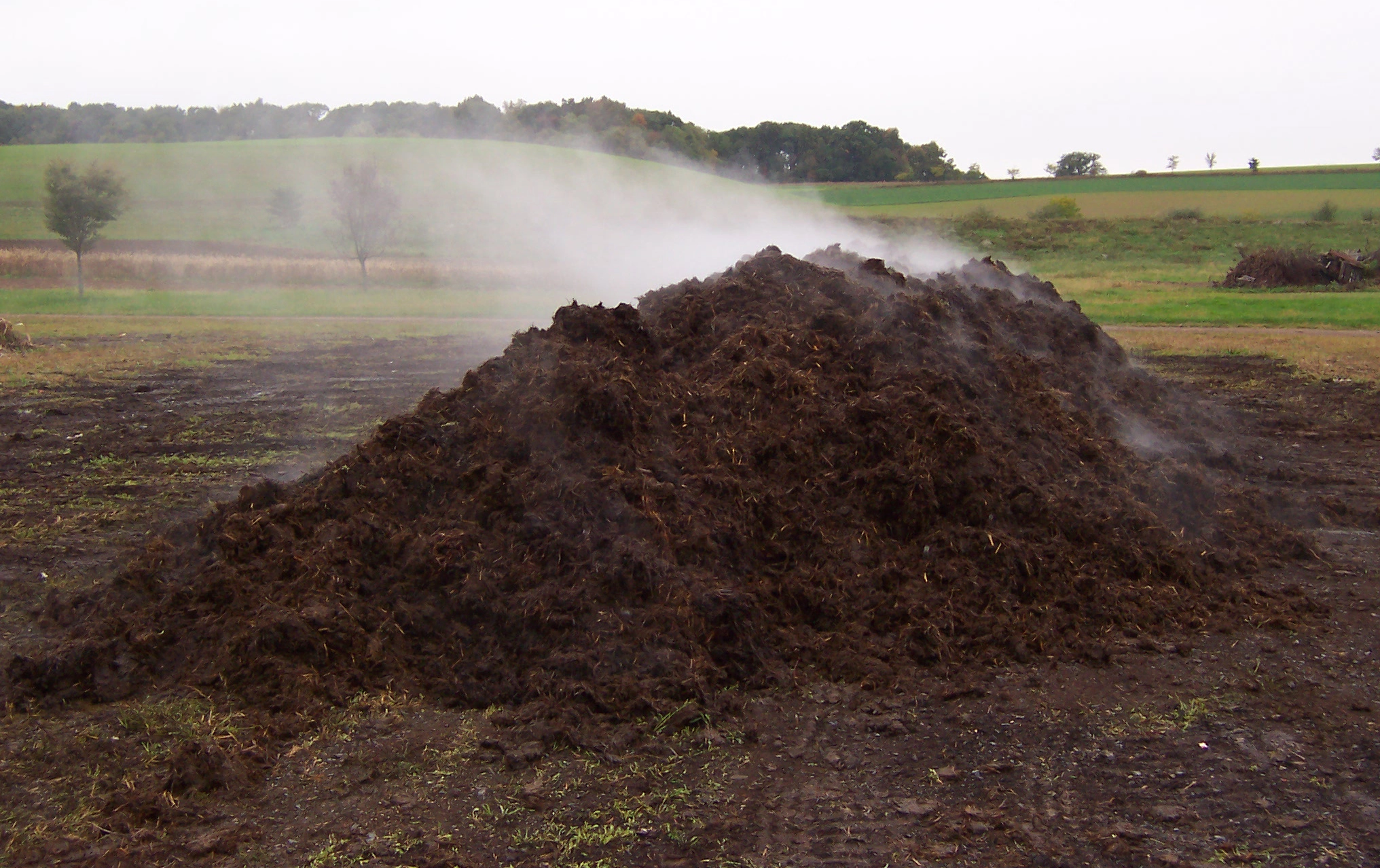 Compost Pile
