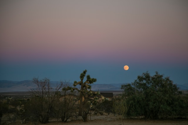 Moon Phase Gardening Tips