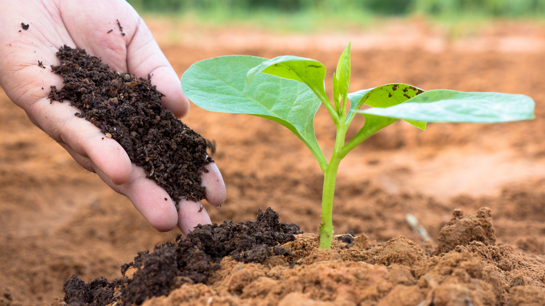 Worm Composting, Vermicomposting
